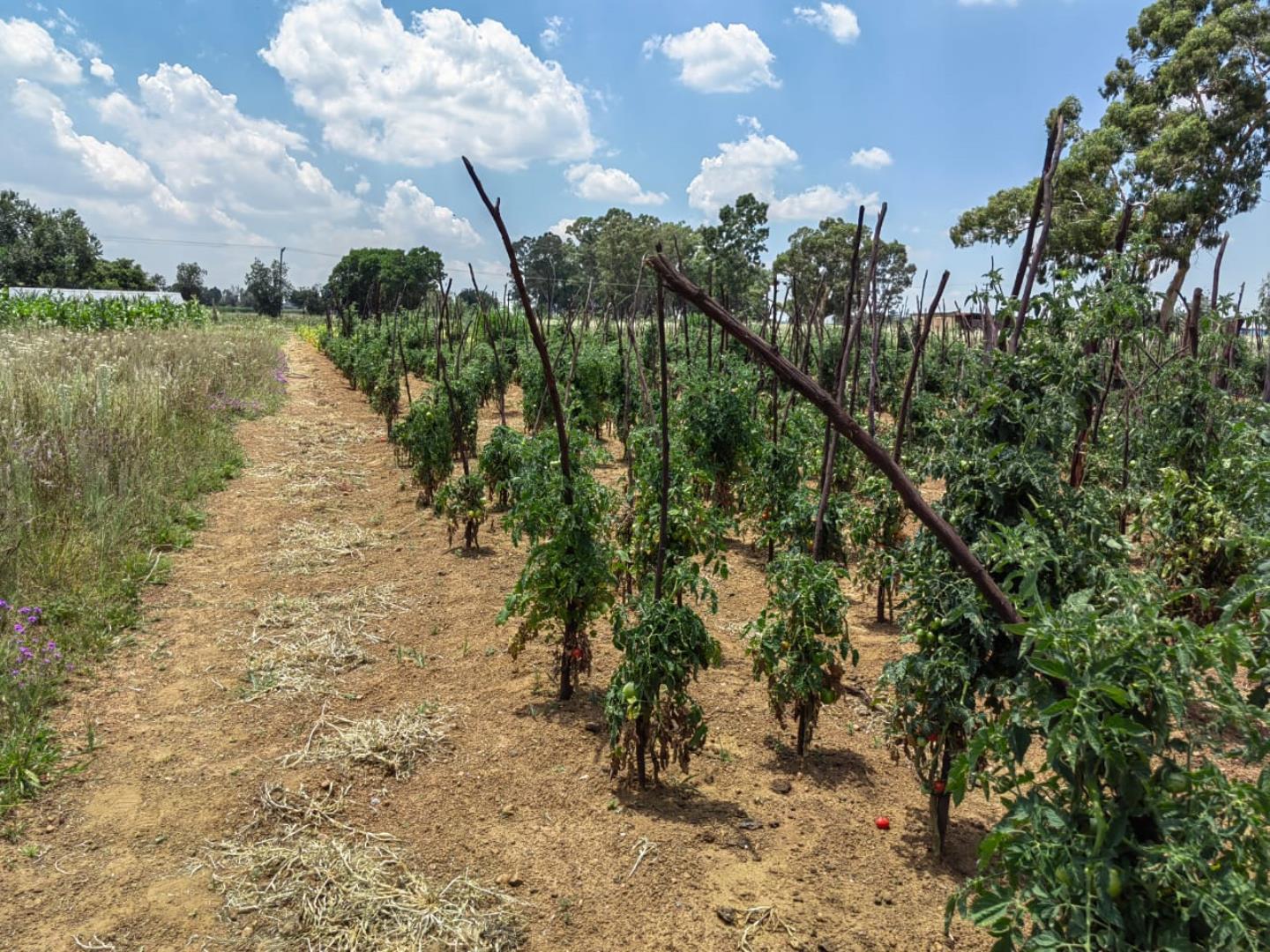 4 Bedroom Farm for Sale - Gauteng
